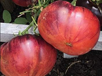 blue beauty heirloom tomato